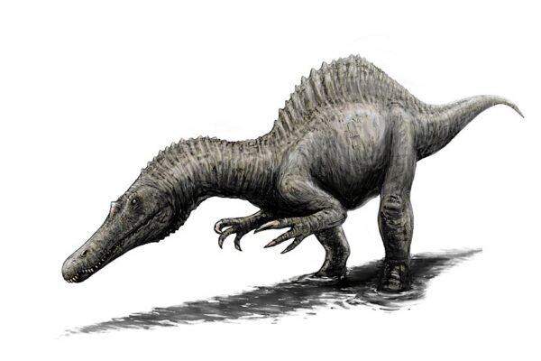 camarillasaurus cirugedae 1