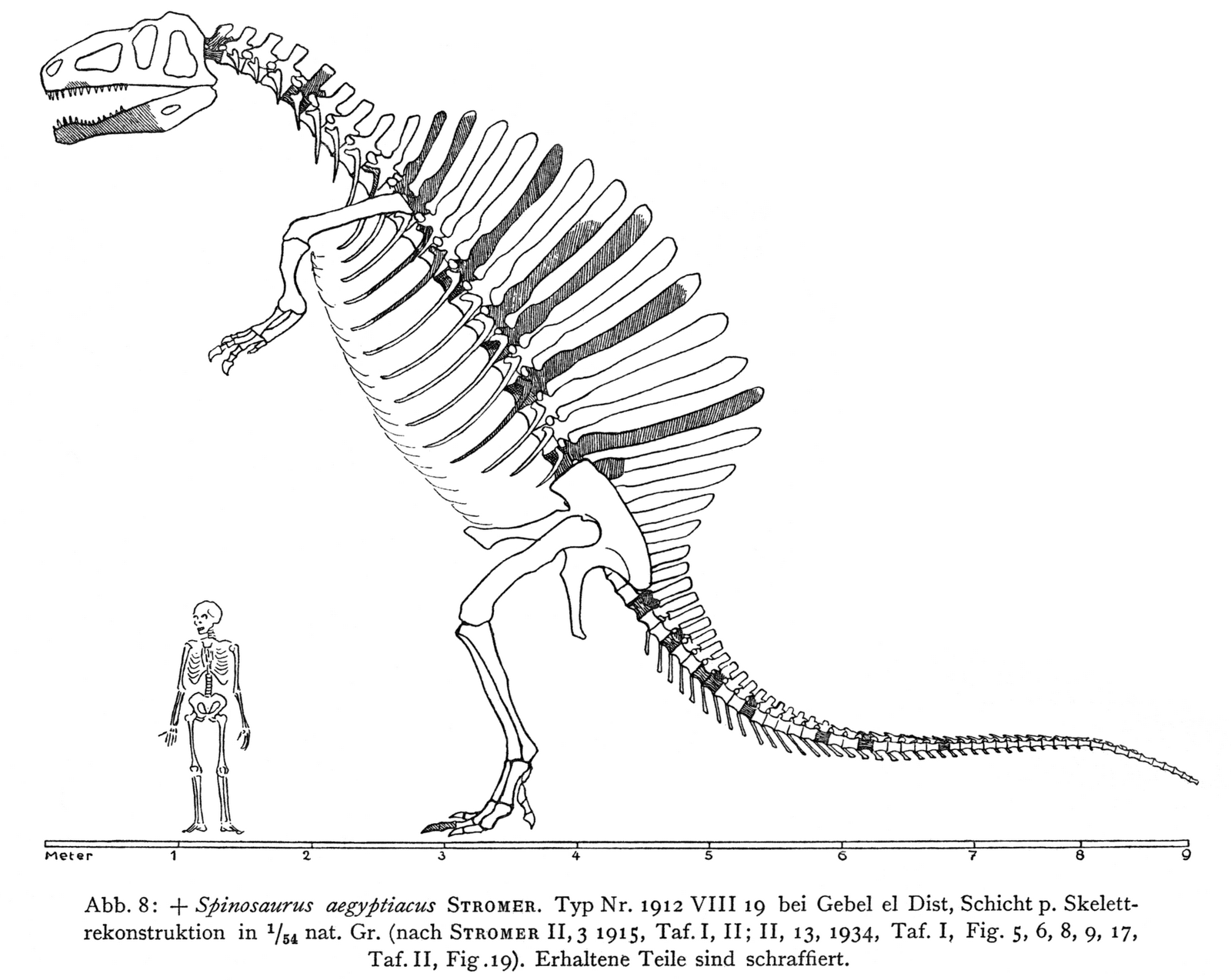 draw dynosaur 6