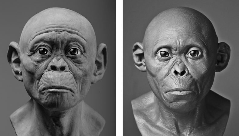 australopithecus africanus 1