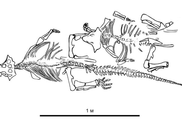 psittacosaurus sibiricus 1