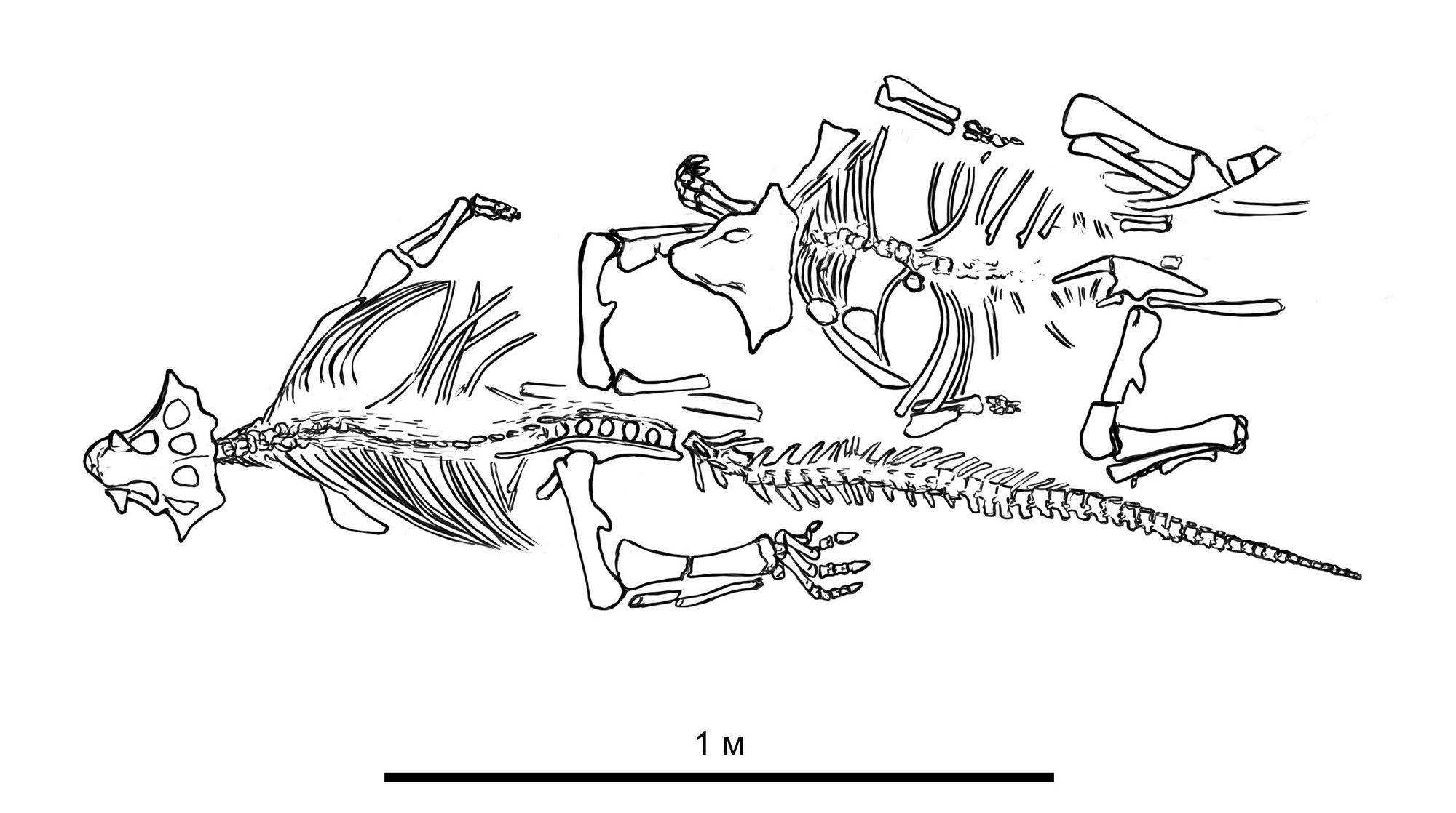 psittacosaurus sibiricus 1
