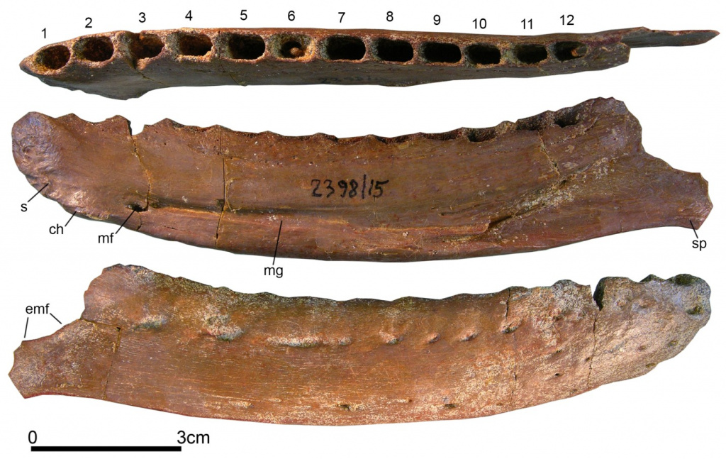 kansaignathus sogdianus 1