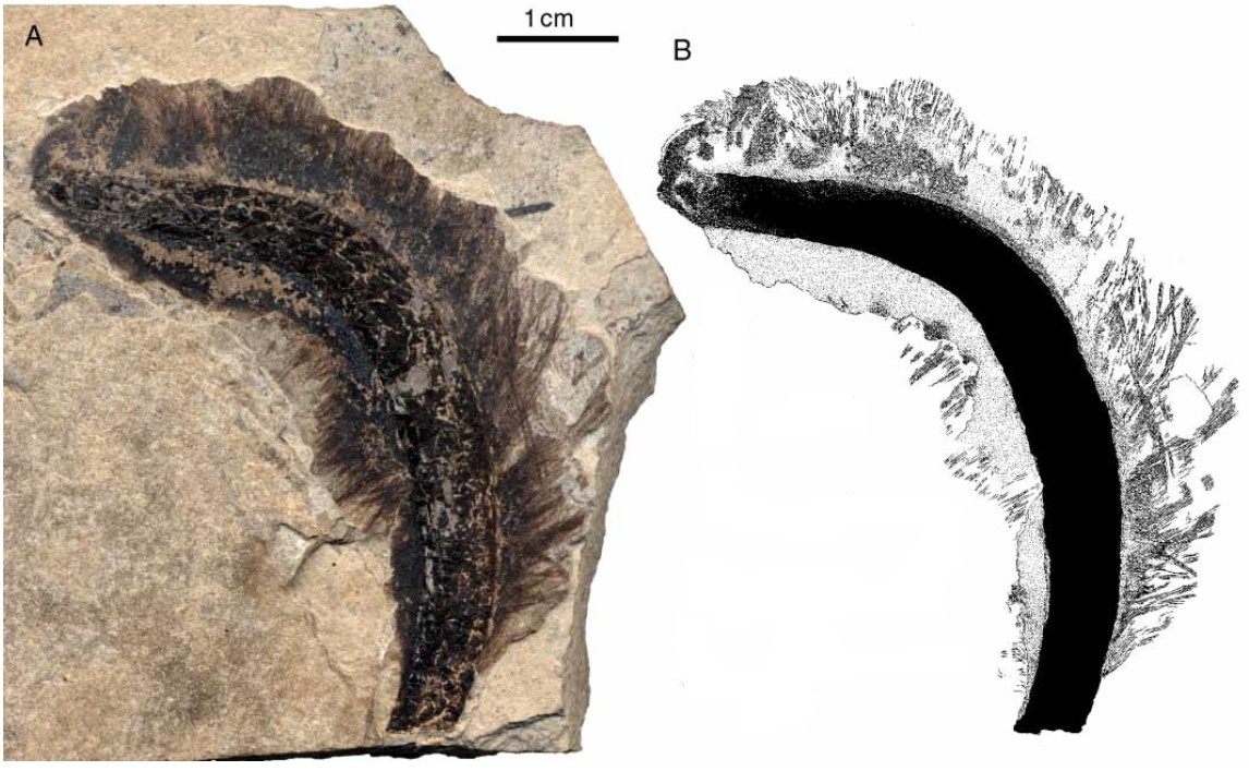 praeornis sharovi 1