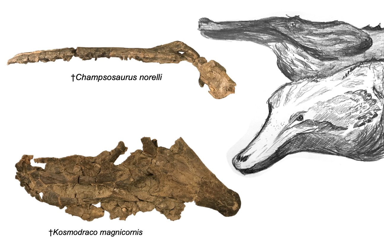 choristodera 1