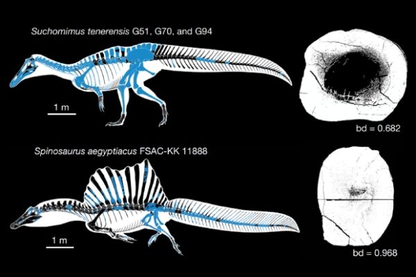 spinosaurus aegyptiacus 1