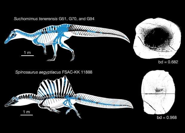 spinosaurus aegyptiacus 1